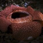CARA BUNGA RAFFLESIA ARNOLDI BERTAHAN HIDUP