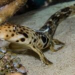 IKAN HIU BERJALAN, SPESIES ENDEMIK YANG KINI BERSTATUS DILINDUNGI PENUH