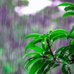 AMANKAN KOMODITAS PANGAN, MENDAGRI MINTA PEMDA WASPADAI CUACA DI MUSIM PENGHUJAN