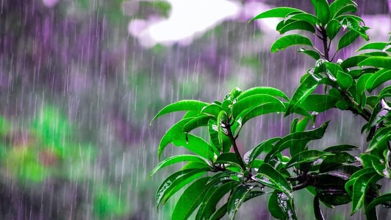 AMANKAN KOMODITAS PANGAN, MENDAGRI MINTA PEMDA WASPADAI CUACA DI MUSIM PENGHUJAN