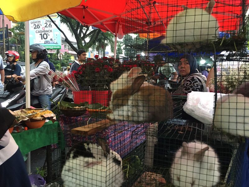 Jualan kelinci dan bunga mawar