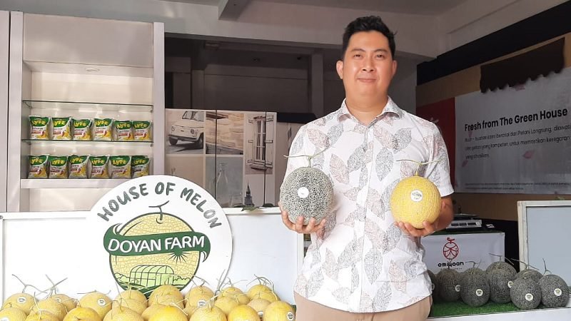 KISAH SUKSES RYAN MUCHLIS, GREEN HOUSE MELON HIDROPONIK JADI SUMBER CUAN