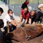 PEMERINTAH TEGASKAN IDUL ADHA TAK BERPOTENSI PICU INFLASI