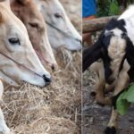 DISPANGTAN KOTA MALANG: KEBUTUHAN HEWAN KURBAN TAHUN INI CAPAI 5.500 EKOR