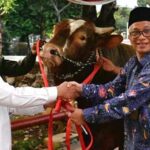 WAPRES KURBAN SAPI LIMOUSIN SEBERAT 1.154 KG DI MASJID ISTIQLAL