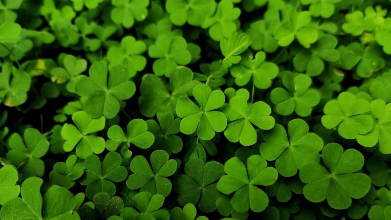 PENELITI UB TEMUKAN KHASIAT DAUN SEMANGGI UNTUK PERBAIKI KUALITAS SPERMA