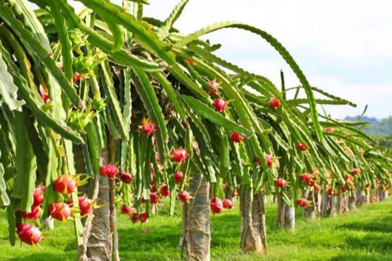 PEMBERDAYAAN AGROINDUSTRI BUAH NAGA DUKUNG PARIWISATA DI WILAYAH PESANGGARAN, BANYUWANGI SELATAN