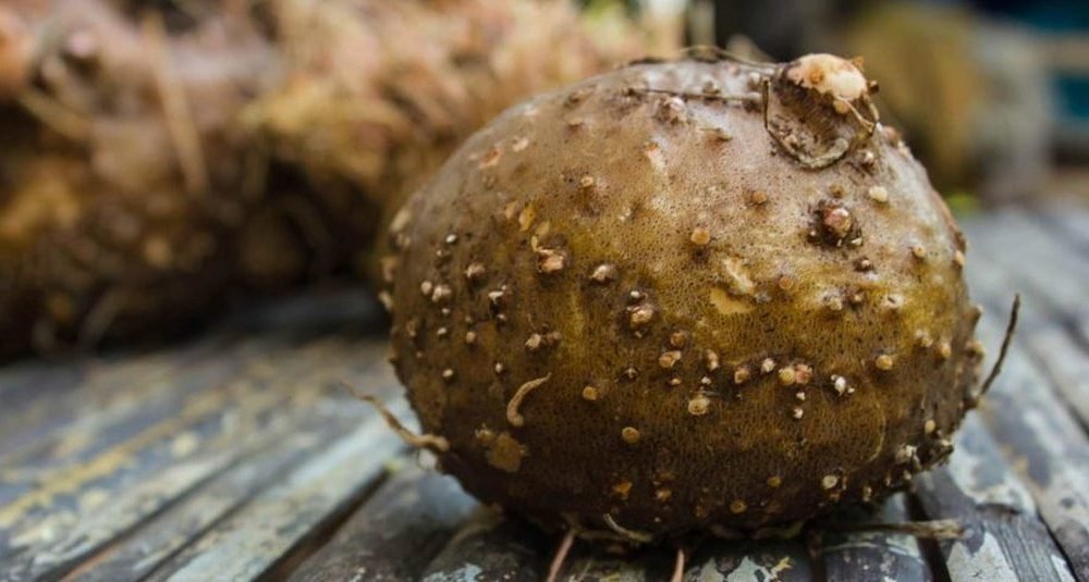 567-Tanaman porang PROSPEK INDUSTRI TEPUNG GLUKOMANAN PORANG, KOMODITAS PANGAN BARU DI INDONESIA