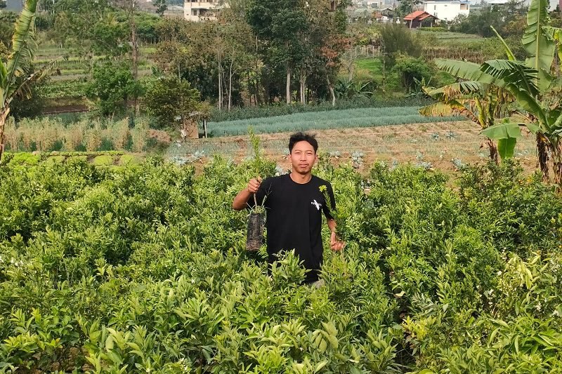 TAUFIQURRAHMAN, PETANI MUDA BATU SUKSES JADI SUPPLIER BIBIT BUNGA DAN BUAH DI BERBAGAI KOTA