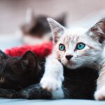 7 TIPS UNTUK MENJAGA KESEHATAN KUCING PELIHARAAN