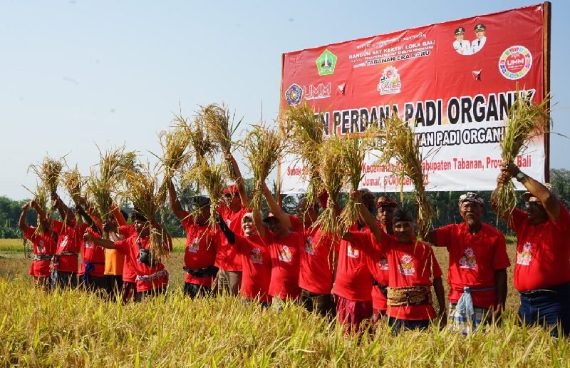 PROGRAM UMM PROFESOR PENGGERAK, SUKSES PANEN PADI DENGAN HASIL FANTASTIS