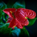 5 CARA AGAR TANAMAN HIAS ANTHURIUM TUMBUH SUBUR DAN BERBUNGA LEBAT