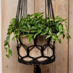 4 TANAMAN HIAS GANTUNG INI COCOK UNTUK PERCANTIK RUMAH ANDA