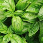 7 ALASAN MENGAPA DAUN BASIL MENGUNING