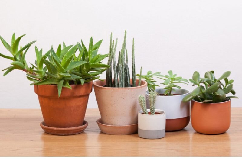 JANGAN ASAL! INILAH 3 CARA MERAWAT TANAMAN SUKULEN YANG BENAR