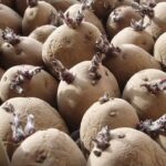 CARA PRAKTIS MENANAM BIBIT KENTANG