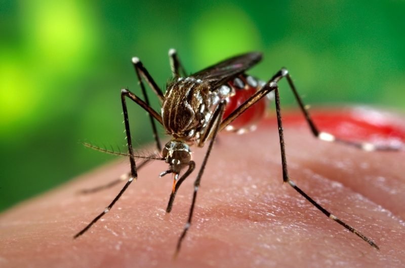 MELEBAR, PRO KONTRA EFEKTIVITAS NYAMUK WOLBACHIA BERANTAS KASUS DEMAM BERDARAH