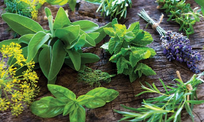 BRIN KEMBANGKAN OBAT ANTIINFEKSI DARI SUMBER DAYA ALAM HAYATI