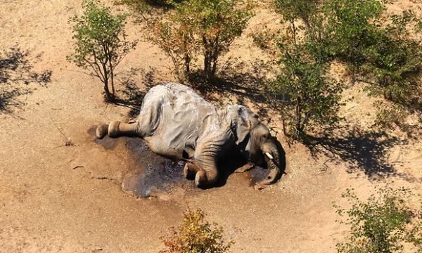 RATUSAN GAJAH MATI SECARA MISTERIUS DI AFRIKA, INI PENYEBABNYA
