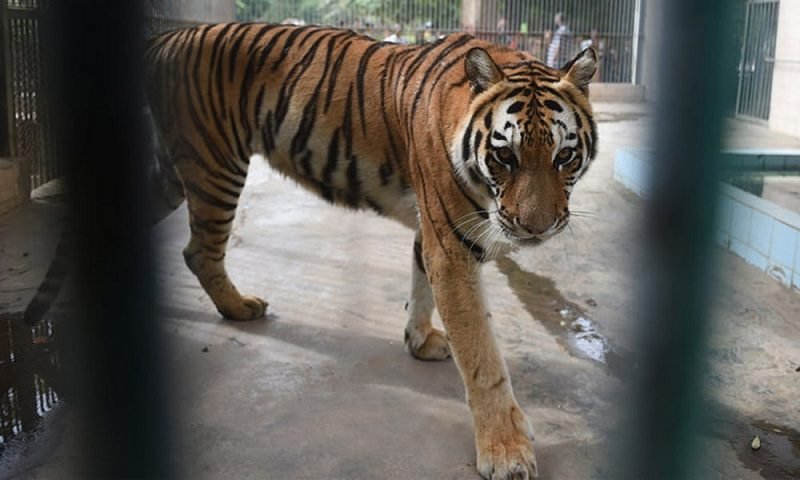 HARIMAU MANGSA PENGUNJUNG KEBUN BINATANG DI PAKISTAN