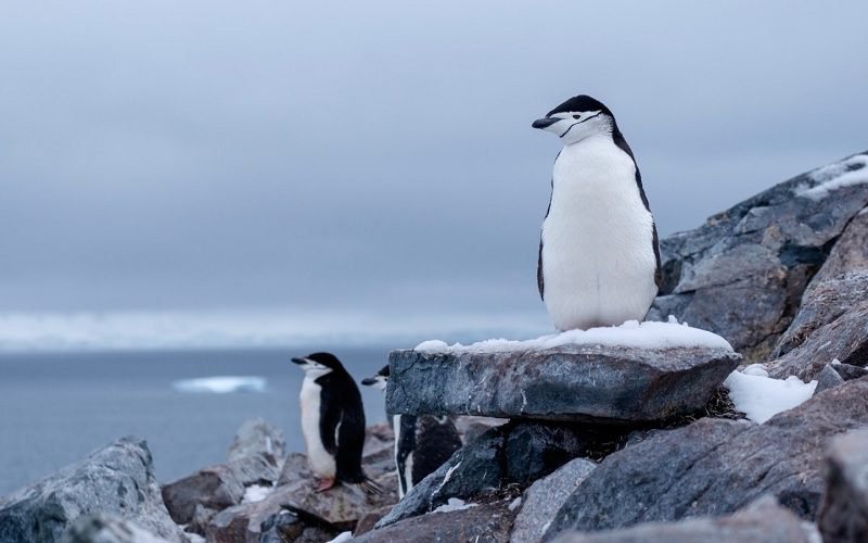 PENGUIN CHINSTRAP MEMILIKI KEBIASAAN TIDUR YANG SINGKAT, HANYA SELAMA 4 DETIK SAJA