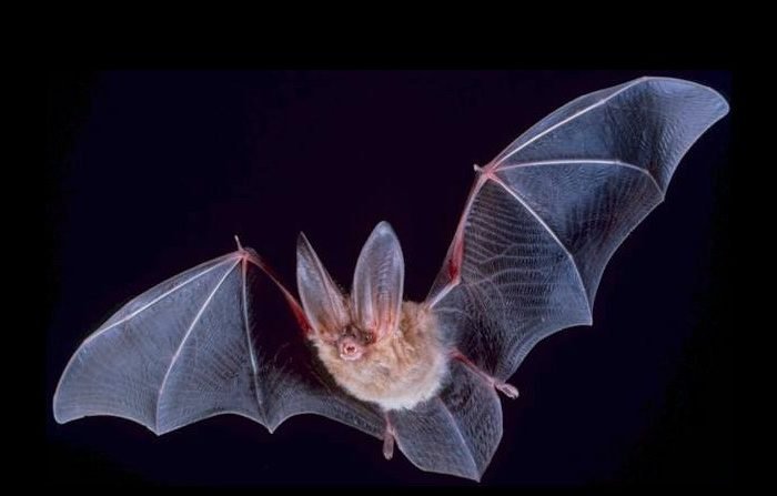 4 FAKTA MENARIK KAMPRET, KELELAWAR KECIL DENGAN HIDUNG BERLIPAT