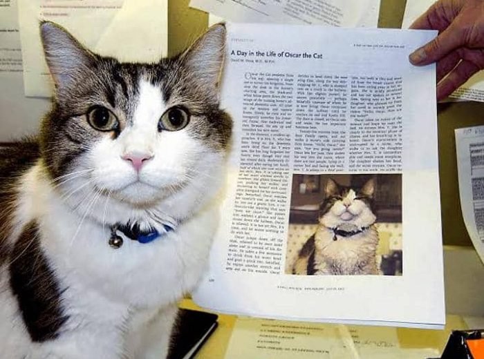 OSCAR, KUCING PENYENDIRI YANG BISA MENDETEKSI KEMATIAN