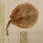 IKAN PARI JAWA, HEWAN KELIMA YANG PUNAH DI TAHUN INI