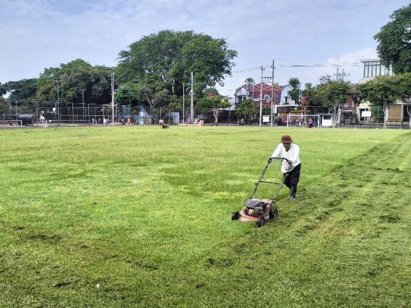 1498-Merawat rumput mini soccer Stadion Gajayana MENENGOK METODE PERAWATAN STADION GAJAYANA KOTA MALANG
