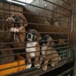 KOREA SELATAN SAHKAN UU LARANG KONSUMSI ANJING
