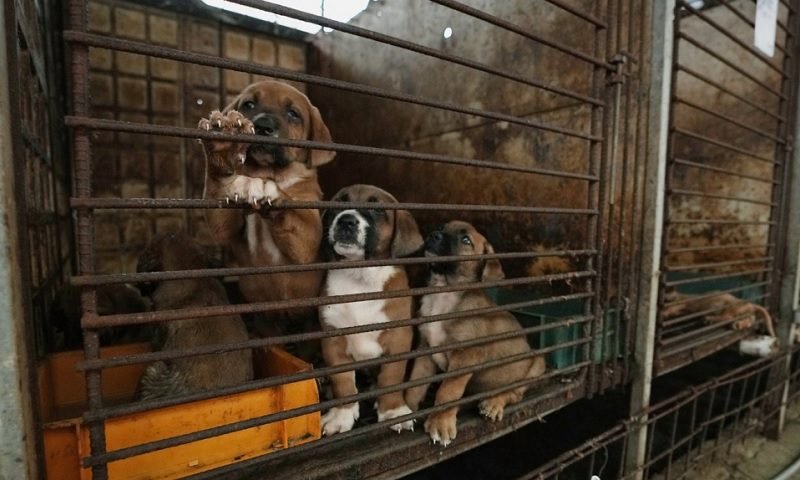 KOREA SELATAN SAHKAN UU LARANG KONSUMSI ANJING