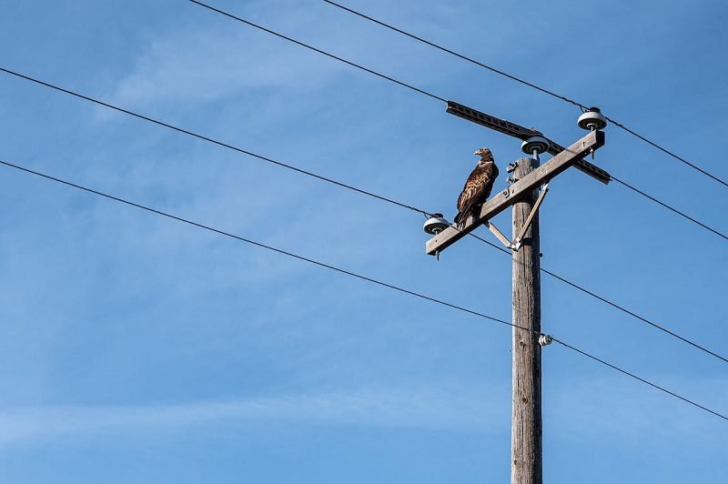 PENJELASAN PLN SOAL PINDAH TIANG BIAYA 25 JUTA RUPIAH