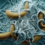 AJAIB! JAMUR INI TERNYATA DAPAT BERUBAH MENJADI PREDATOR KARNIVORA