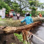 POHON TREMBESI ROBOH DI JALAN MAYJEN SUNGKONO, AKSES JALAN SEMPAT TERTUTUP SATU JAM