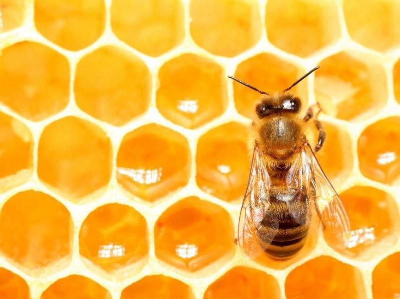 MADU, SATU-SATUNYA MAKANAN DI DUNIA YANG TAK PERNAH BASI