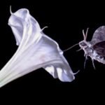 POLUSI UDARA GANGGU KEMAMPUAN NGENGAT MENCIUM BAU BUNGA