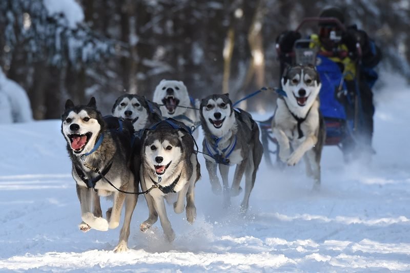 Siberian Husky menarik kereta