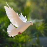 5 ALASAN BURUNG MERPATI DIJADIKAN SIMBOL KESETIAAN