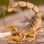 KALAJENGKING TERNYATA MAMPU MENAHAN NAFAS DI DALAM AIR SELAMA 6 HARI