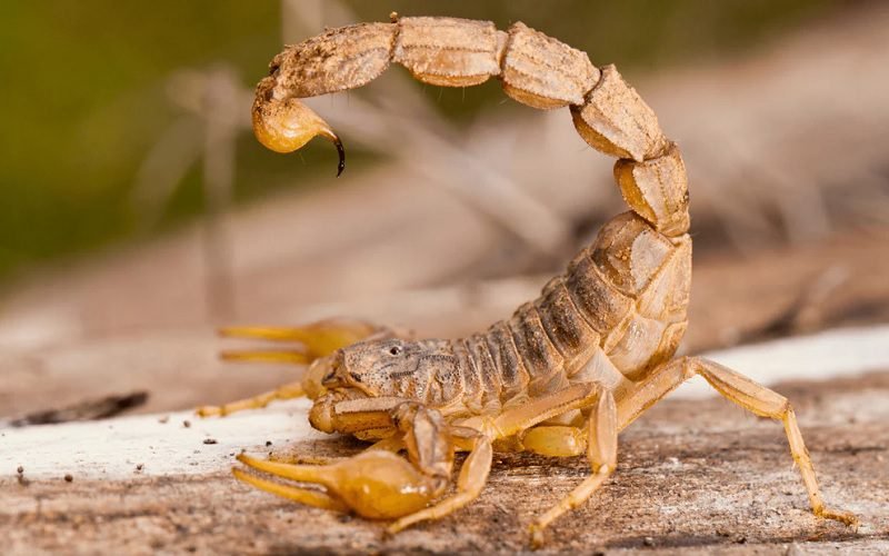 KALAJENGKING TERNYATA MAMPU MENAHAN NAFAS DI DALAM AIR SELAMA 6 HARI