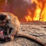 MENYEDIHKAN, INI CARA HEWAN BERADAPTASI DENGAN MENINGKATNYA KEBAKARAN HUTAN