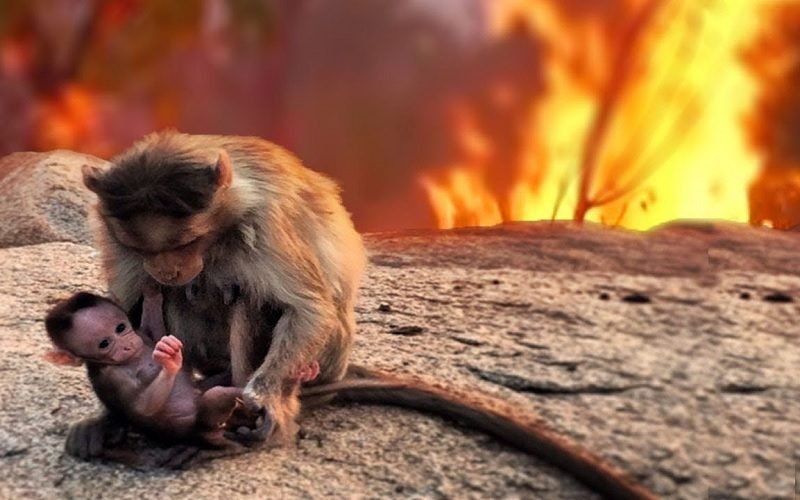 MENYEDIHKAN, INI CARA HEWAN BERADAPTASI DENGAN MENINGKATNYA KEBAKARAN HUTAN