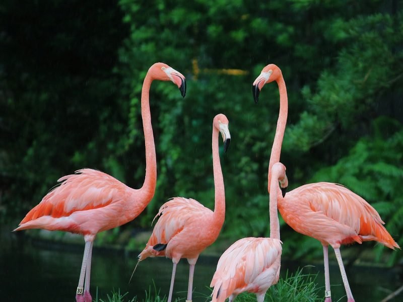 KENAPA BULU FLAMINGGO BERWARNA PINK? INI PENJELASANNYA
