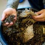 6 CARA MUDAH MEMBUAT PUPUK KOMPOS ORGANIK