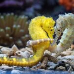 MENAKJUBKAN, KUDA LAUT TERNYATA ADALAH MAKHLUK MONOGAMI