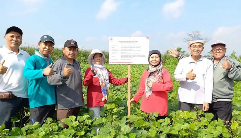 2310-Lokasi pengembangan VUB Kacang Hijau KABUPATEN MALANG DAN PASURUAN JADI LOKASI PENGEMBANGAN VARIETAS UNGGUL BARU KACANG HIJAU