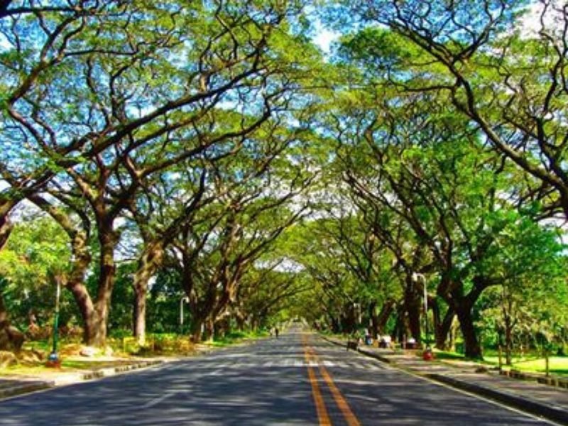 025-Pohon Akasia POHON AKASIA TERNYATA DAPAT BERKOMUNIKASI SATU SAMA LAIN DENGAN CARA INI