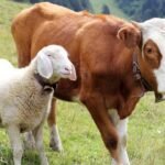 AMALAN SEHARI-HARI YANG PAHALANYA SETARA DENGAN BERKURBAN