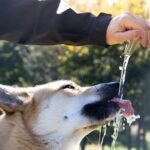 MEMBERI MINUM ANJING BISA MEMBUAT MASUK SURGA? INI PENJELASANNYA