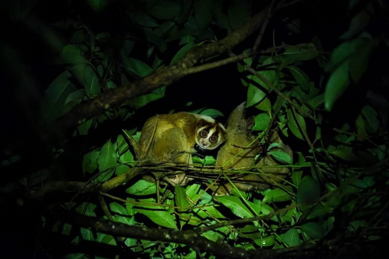 MENGEJUTKAN, KUKANG JAWA TERNYATA PUNYA KELENJAR RACUN
